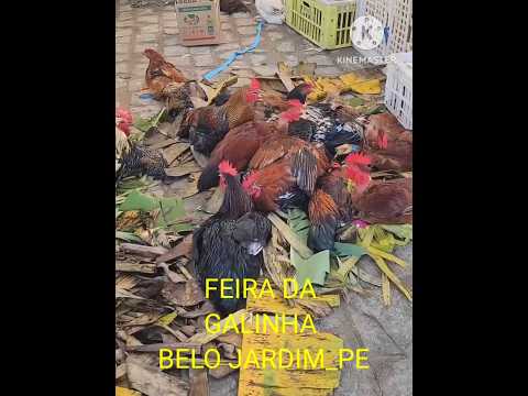 FEIRA DA GALINHA em Belo jardim Pernambuco.#shortsfeed #shortsviral #videoshorts