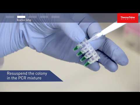 How to Perform Colony PCR for Cloning