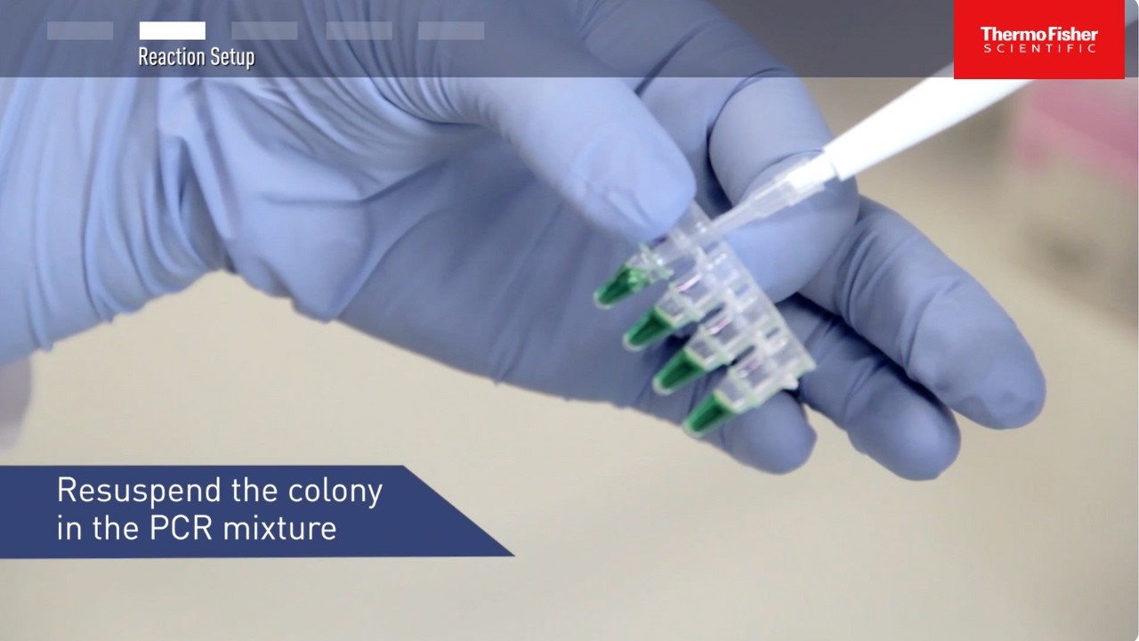 How to Perform Colony PCR for Cloning