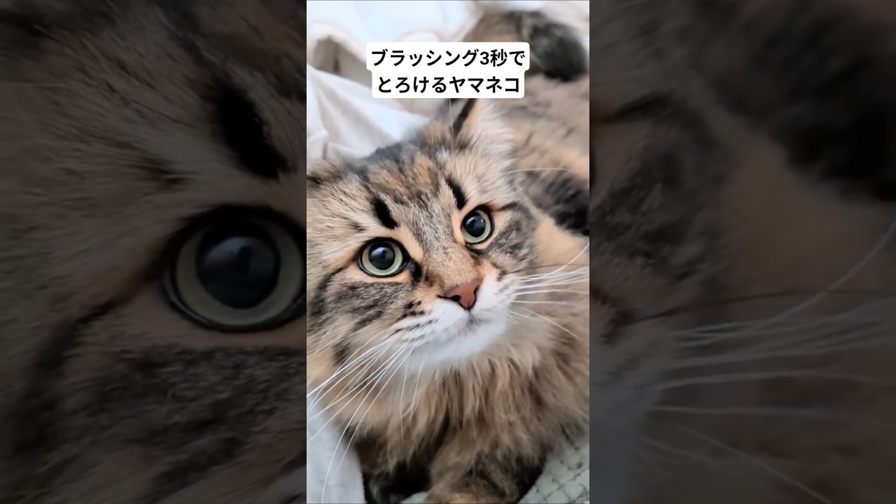 ブラッシング…スッキ…… #サイベリアン #ヤマネコ #cat #猫