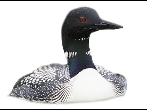 One hour of silence occasionally broken by various loon calls