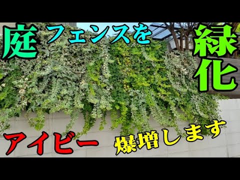 斑点のあるアイビー 植物
