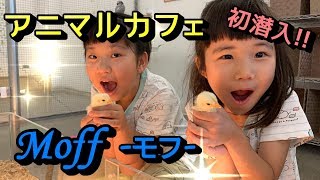 【サラリアおでかけ】アニマルカフェ初入店!!ヒヨコもネコも色々いたよぉ☆Animal cafee Moff