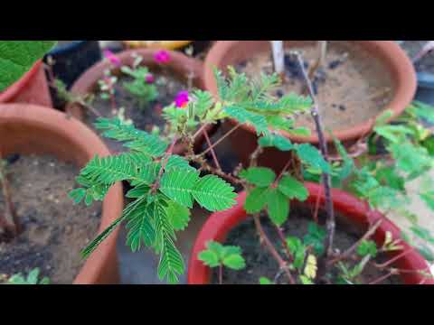 download lagu mp3 mp4 Lojjaboti Plant, download lagu Lojjaboti Plant gratis, unduh video klip Lojjaboti Plant