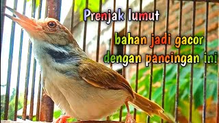 Download lagu prenjak lumut bahan jadi gacor dengan pancingan ini mp3