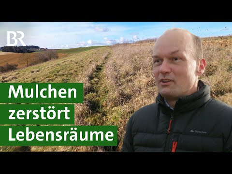 EU-Bürokratie: Mulchen auf Stilllegungsflächen zerstört Lebensraum für Insekten | Unser Land | BR