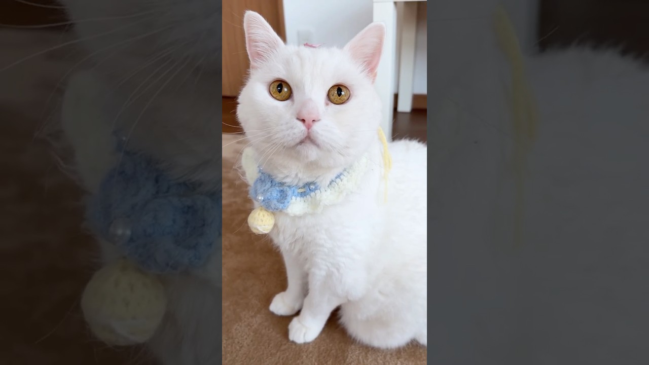 桜🌸 cherry blossoms cherry blossoms #cat #kitten # #kucing #고양이 बिल्ली #pets #고양이 #猫 #قطة #kedi