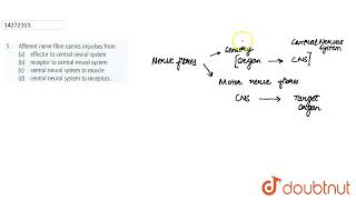 Afferent nerve fibre carries impulses from | 11 | NEURAL CONTROL AND COORDINATION | BIOLOGY | NC...
