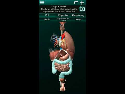 Internal Organs in 3D Anatomy Video