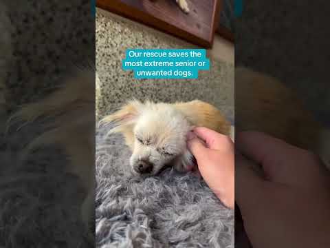 Can you help our rescue dogs⁉️🥺Link in our bio🫶 #amazon #rescuedog #chihuahua #shelter #florida