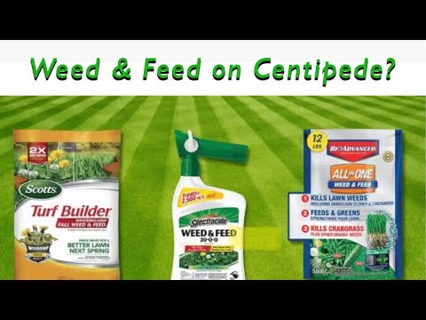Can you apply WEED & FEED on Centipede Grass? It depends...