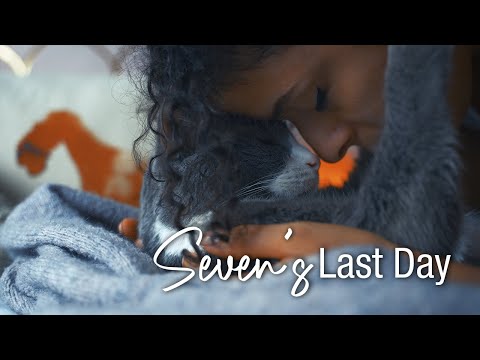 We say Goodbye to our cat, Seven, on her Last Day with Us