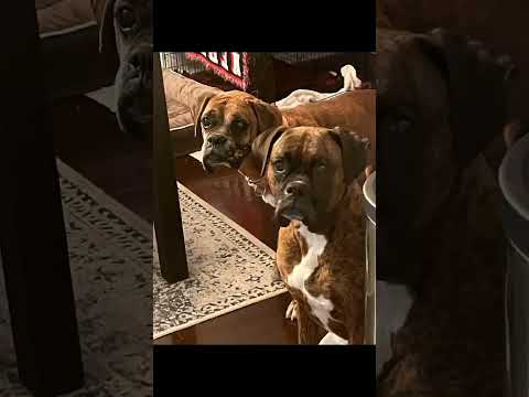 Cam, an adoptable Boxer in Tallahassee, FL_image-1