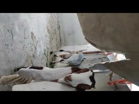 cute baby masha allah #cute #fun #baby #goatlove #animals #goat #goat #enjoy #abdulraheem paracha