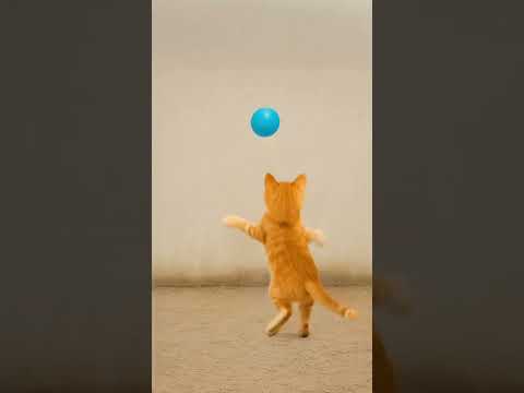 Nafi#cat #viralvideo #funny #baby #beautiful #music