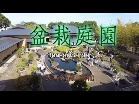 jardin-japonais-bonsaï-jardin-botanique-Brooklyn