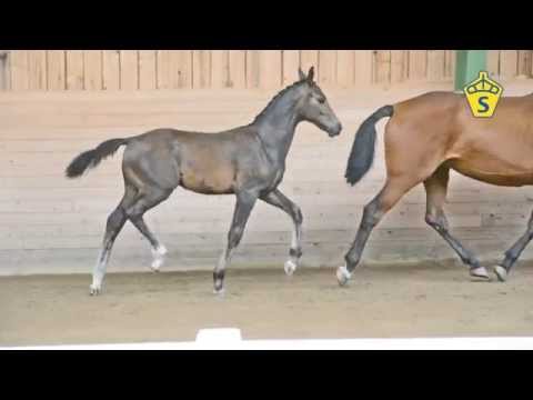 SWB Elitfölauktion 2015 - 9. Karl VT e. Cornettino Ask - Verdi