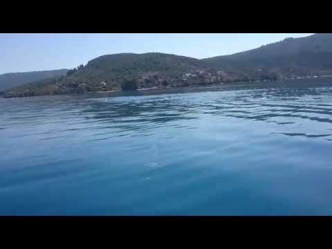 Delfine hautnah / Dolphins in Greece