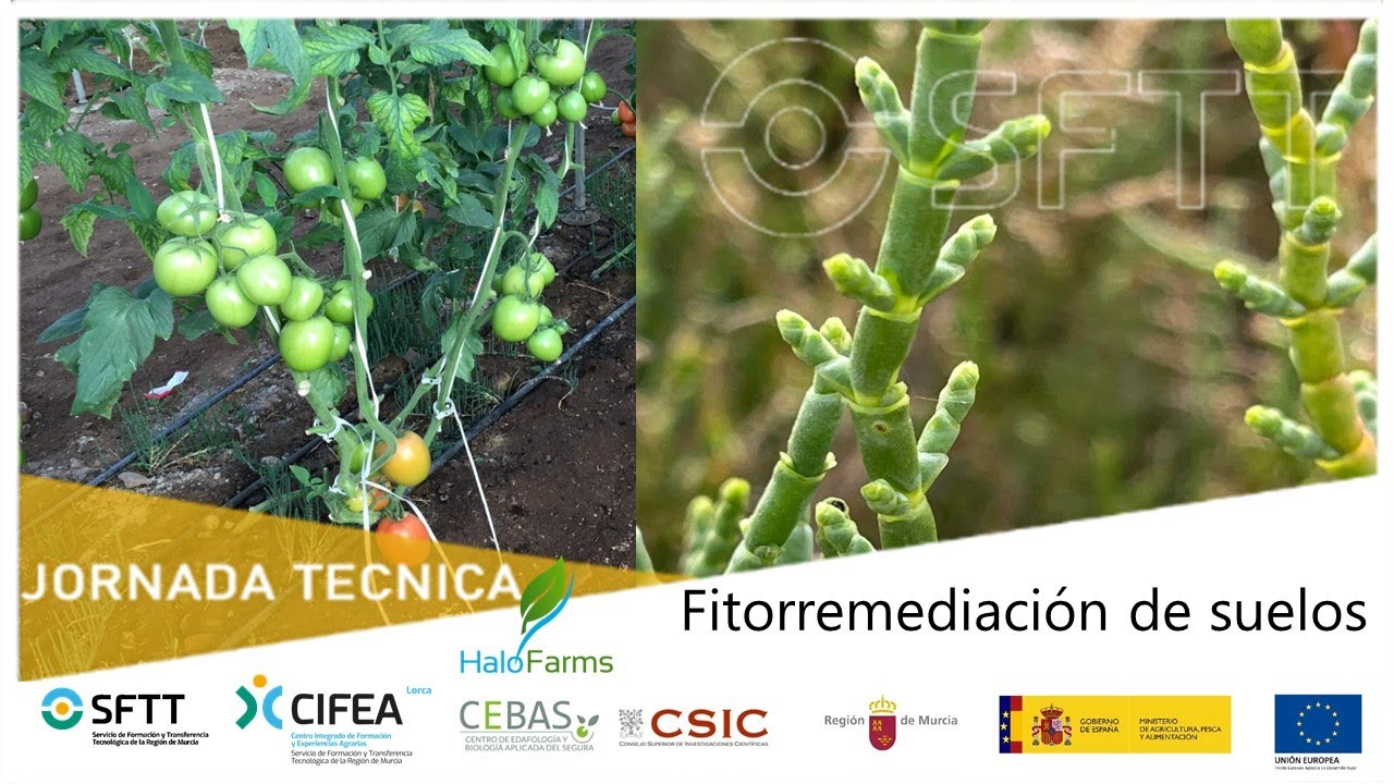 Jornada Fitorremediación de suelos