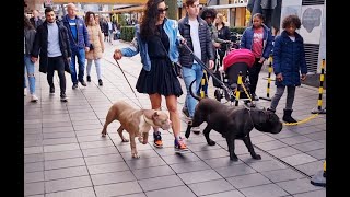 2 Giant XL pitbulls in crowded Rotterdam centrum.