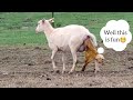 Sheep Giving Birth Lambs Galore