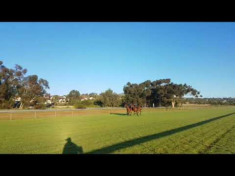 Undercover Agent and Nebula_ October Gallop 2017