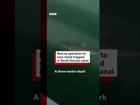 Rescue attempt of shark stranded in South Korea canal. #Shark #BBCNews