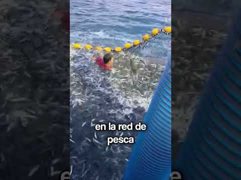 Algo enorme se había enganchado a a la red ❌😱