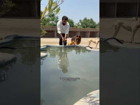 Ducklings are swimming in the pool #ducklings #minizoo #rehmanchvlogs #foryou #germanshepherd