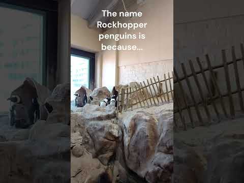 Just Like Penguins of Madagascar for REAL - You Will Love Watching Them (Very Cute)