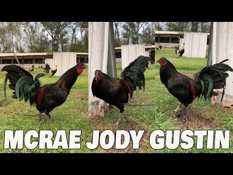 Beautiful Black Birds Jody Gustin Farm Visit