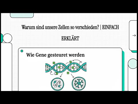 Warum sind unsere Zellen so verschieden? (Genregulation bei Eukaryoten) | EINFACH ERKLÄRT