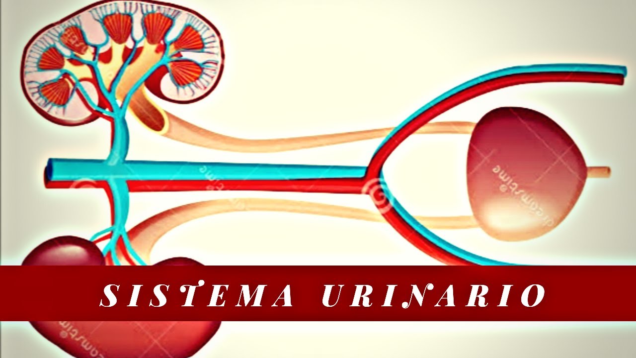 Anatomía - Sistema Urinario (Riñón, Uréter, Vejiga & Uretra)