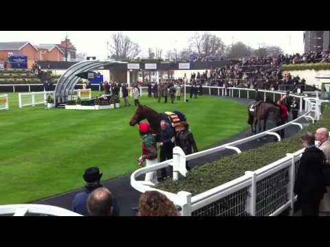 Race horses in the parade ring at Ascot