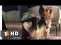 A Dog's Journey (2019) - Being a Bad Dog Scene (5/10) | Movieclips