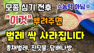 고추토마토가지모종 심기전후 이것 뿌려주면 벌레 싹 사라집니다 총채벌레 진딧물 담배나방 응애 토양속해충 박멸 …