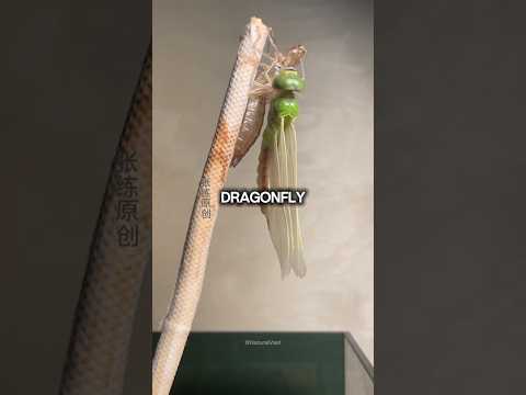 Dragonfly Transformation – From Water Nymph to Sky Hunter #animals #facts