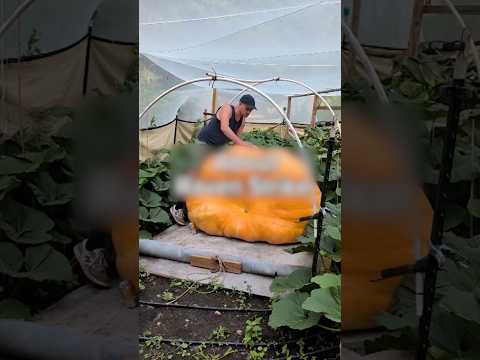The quest for the world’s largest pumpkin