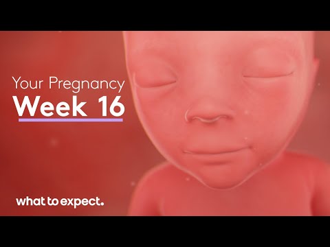 16 Weeks Pregnant - What to Expect