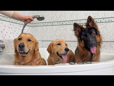 3 Dogs Take a Bath Together! Their Adorable Reactions!