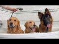 3 Dogs Take A Bath Together Their Adorable Reactions