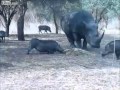 Носорог против дикого кабана. 