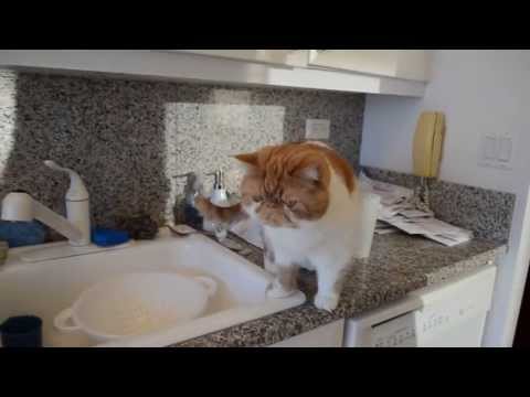 Squishy Faced Cat