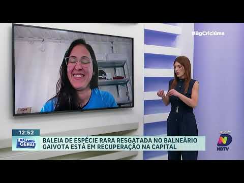 Resgate de baleia rara mobiliza equipes na BR-101 em Santa Catarina