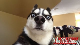 Best Funny Dog Vines 2018 | PART 1