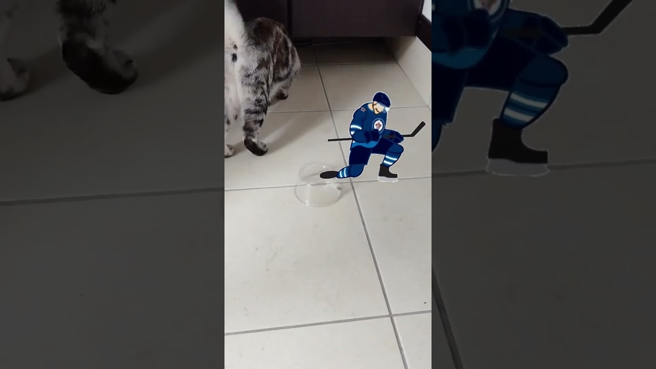 カップの中のハエが獲れないララ #americanshorthaircat #cat # #アメショのララ #アメリカンショートヘア #ねこ #猫のいる暮らし