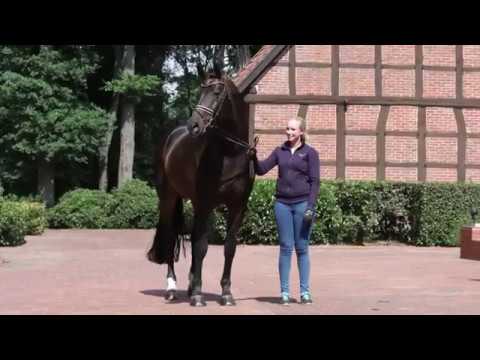 Fürst Romancier  (Fürst Heinrich x Romancier x Winston)