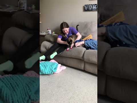 Siamese cat does not like wearing socks