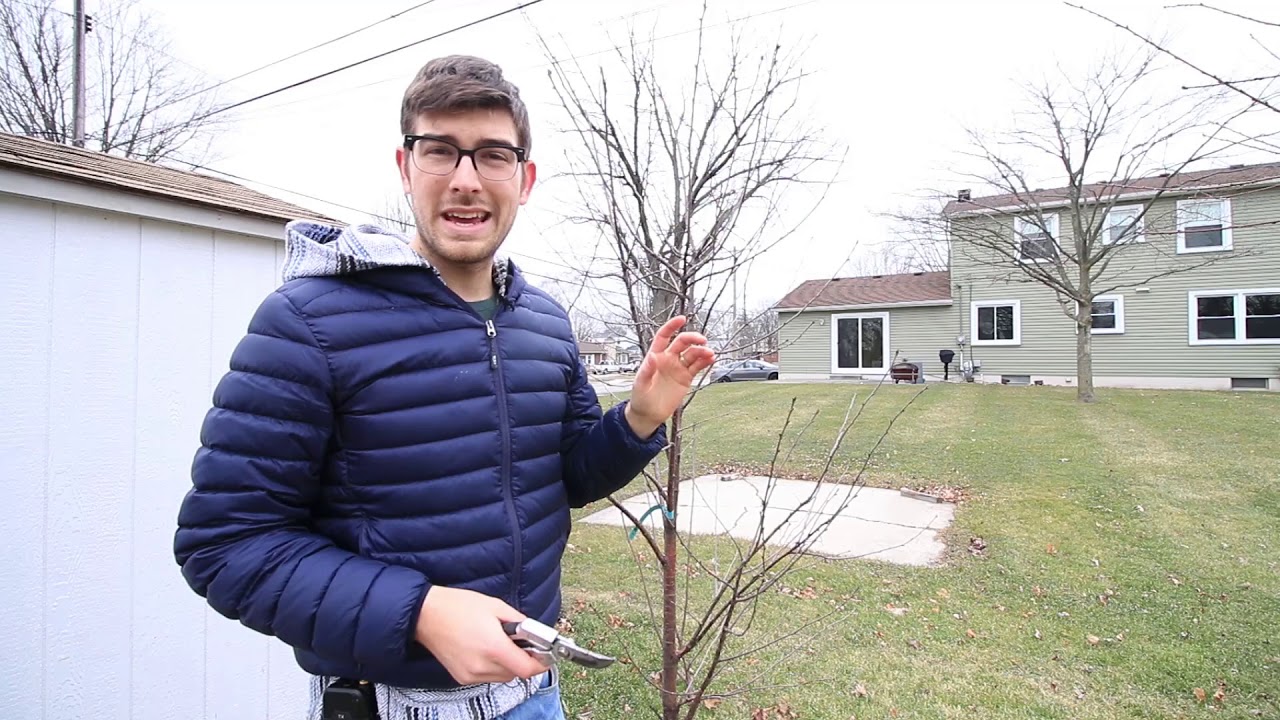 Winter Pruning our Orchard For Super Strong Healthy Fruit Trees - YouTube