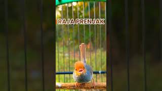 Download lagu Prenjak Jantan Gacor Ngotot‼️#prenjak #prenjakgacor #prenjakbetina mp3